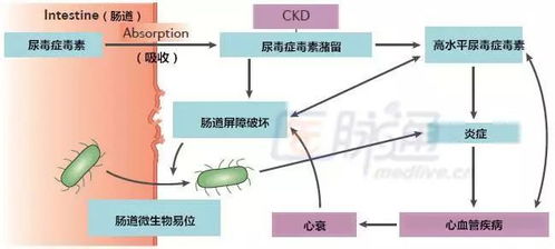 睡眠中的呼吸暂停，深度探究