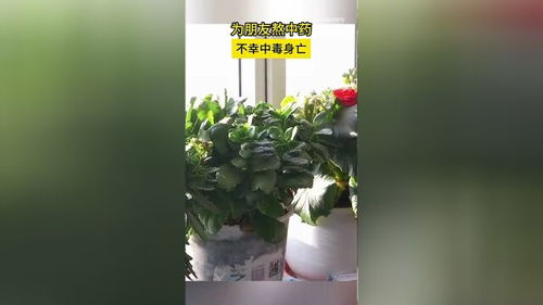 替朋友熬药中毒身亡