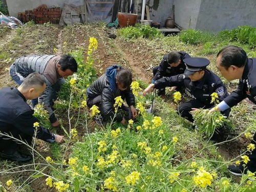 农妇种植罂粟被公诉，一次对非法种植毒品植物的警示案例