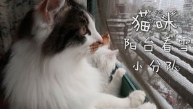 猫的这项能力超婴儿，空间定位与导航的非凡天赋