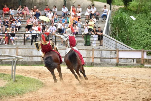 浙江七匹骏马出逃记，跨越省界的奇妙旅程与温情回归