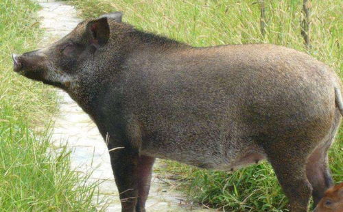 林草局回应野猪致害，构建人兽和谐共生的新路径