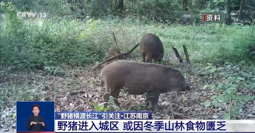 玄武湖惊现野猪横渡，自然与城市交织的奇妙瞬间