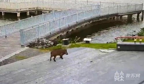 玄武湖惊现野猪横渡，自然与城市交织的奇妙瞬间