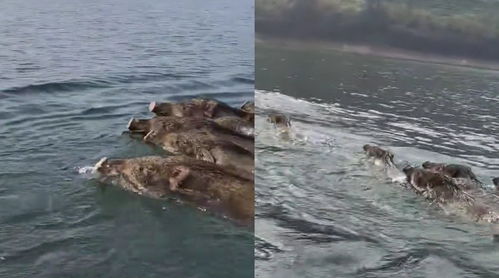 玄武湖惊现野猪横渡，自然与城市交织的奇妙瞬间