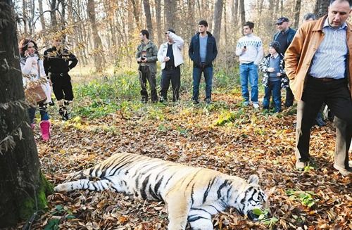 通报村民被老虎咬伤事件，加强野生动物保护与人类安全共存的思考