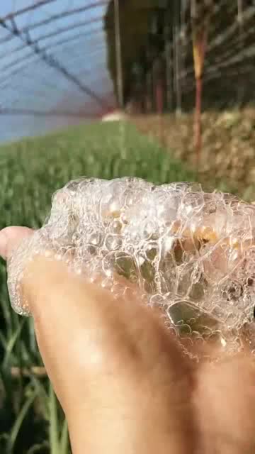 砖缝里种出大白菜，奇迹背后的坚韧与智慧